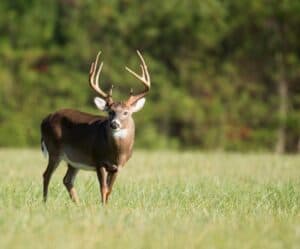 deer looking at you