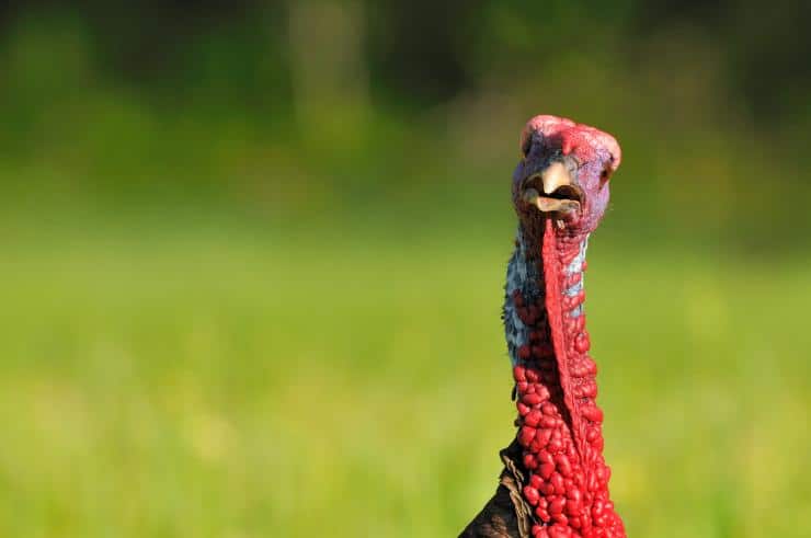 Turkey in field